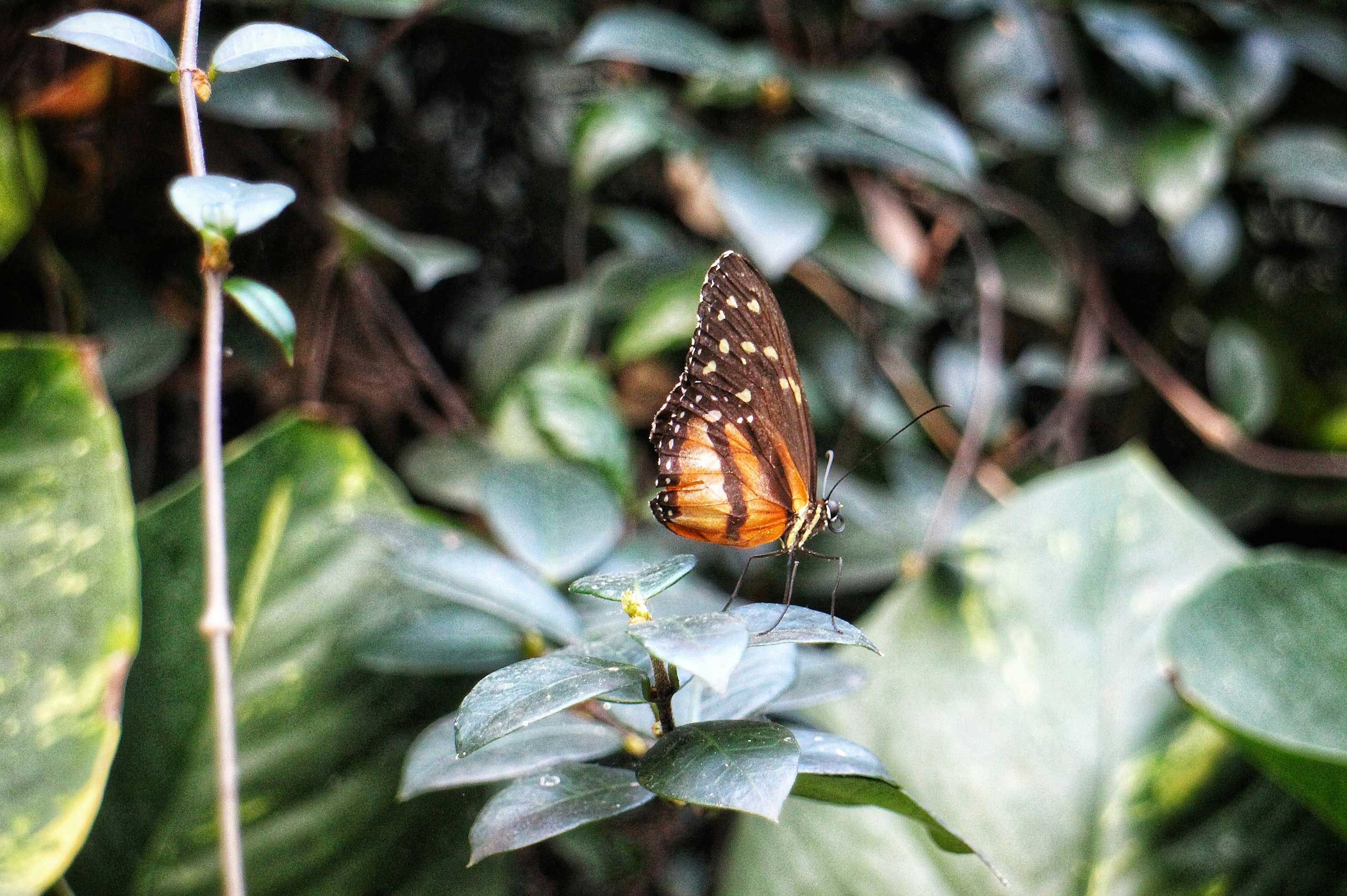 Butterfly Wonderland