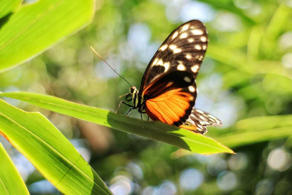 Butterfly Wonderland | Phoenix